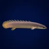 ماهی پولی معمولی (Bichir) سایز ۸ تا ۱۰ سانت | گوشت‌خوار