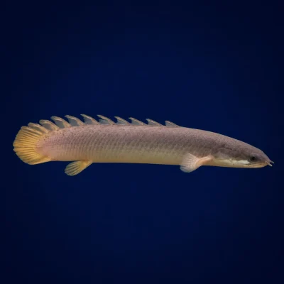 ماهی پولی معمولی (Bichir) سایز ۸ تا ۱۰ سانت | گوشت‌خوار