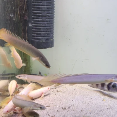 ماهی پولی معمولی (Bichir) سایز ۸ تا ۱۰ سانت | گوشت‌خوار