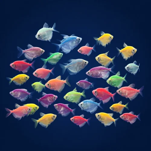 ماهی کالرفیش (Color Fish) | ماهی آکواریومی رنگی آب شیرین