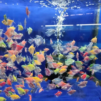 ماهی کالرفیش (Color Fish) | ماهی آکواریومی رنگی آب شیرین فروش به صورت دونه ای