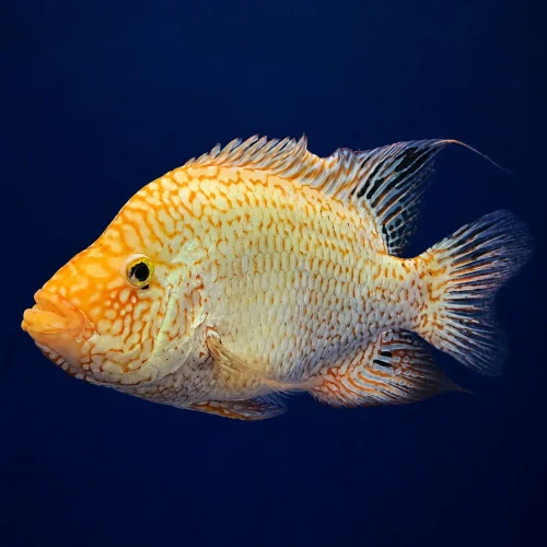 ماهی رد تگزاس نر اورسایز (Red Texas Cichlid) | شو فیش کلکسیونی