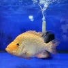 ماهی رد تگزاس نر اورسایز (Red Texas Cichlid) | شو فیش کلکسیونی