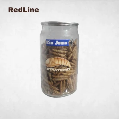 لارو مگس سرباز سیاه Rio Juma (مدل Stratiomidi) - مکمل پروتئین و کلسیم