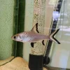 ماهی سیلور شارک بزرگ (Silver Shark) سایز ۱۰ تا ۱۲ سانت
