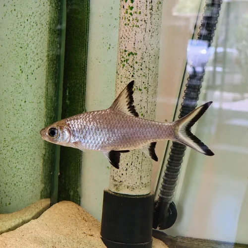 ماهی سیلور شارک بزرگ (Silver Shark) سایز ۱۰ تا ۱۲ سانت