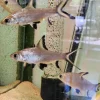 ماهی سیلور شارک بزرگ (Silver Shark) سایز ۱۰ تا ۱۲ سانت