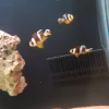 دلقک‌ماهی معمولی سایز یک‌بندی | Common Clownfish