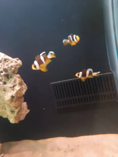 دلقک‌ماهی معمولی سایز یک‌بندی | Common Clownfish