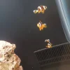 دلقک‌ماهی معمولی سایز یک‌بندی | Common Clownfish