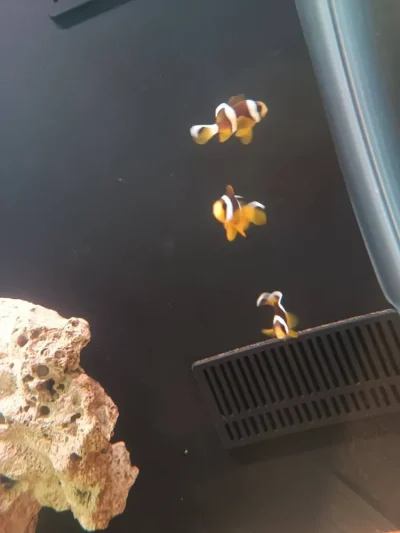 دلقک‌ماهی معمولی سایز یک‌بندی | Common Clownfish