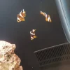 دلقک‌ماهی معمولی سایز یک‌بندی | Common Clownfish