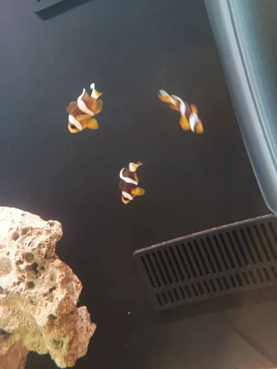 دلقک‌ماهی معمولی سایز یک‌بندی | Common Clownfish
