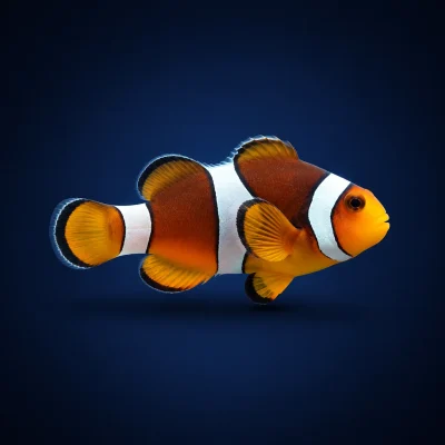 دلقک‌ماهی معمولی سایز یک‌بندی | Common Clownfish