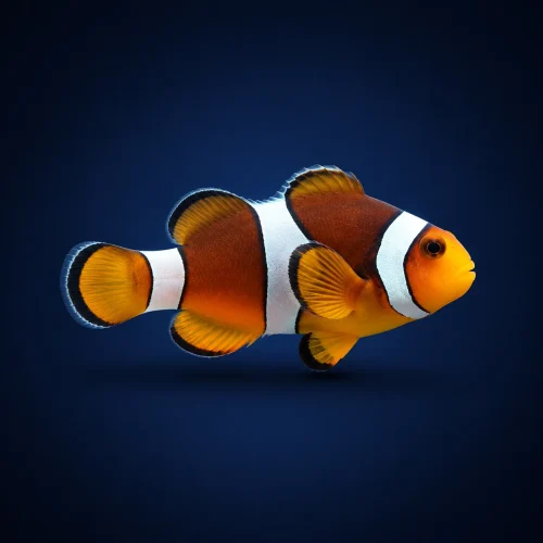 دلقک‌ماهی معمولی سایز یک‌بندی | Common Clownfish