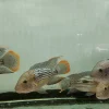 ماهی گرین تیلور مولد (Green Terror Breeding) | گوشت‌ خوار