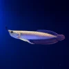 ماهی آروانا سیلور ۱۴ سانت (Silver Arowana) | گوشت‌خوار
