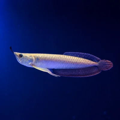 ماهی آروانا سیلور ۱۴ سانت (Silver Arowana) | گوشت‌خوار