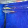 ماهی آروانا سیلور ۱۴ سانت (Silver Arowana) | گوشت‌خوار