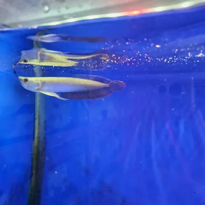 ماهی آروانا سیلور ۱۴ سانت (Silver Arowana) | گوشت‌خوار